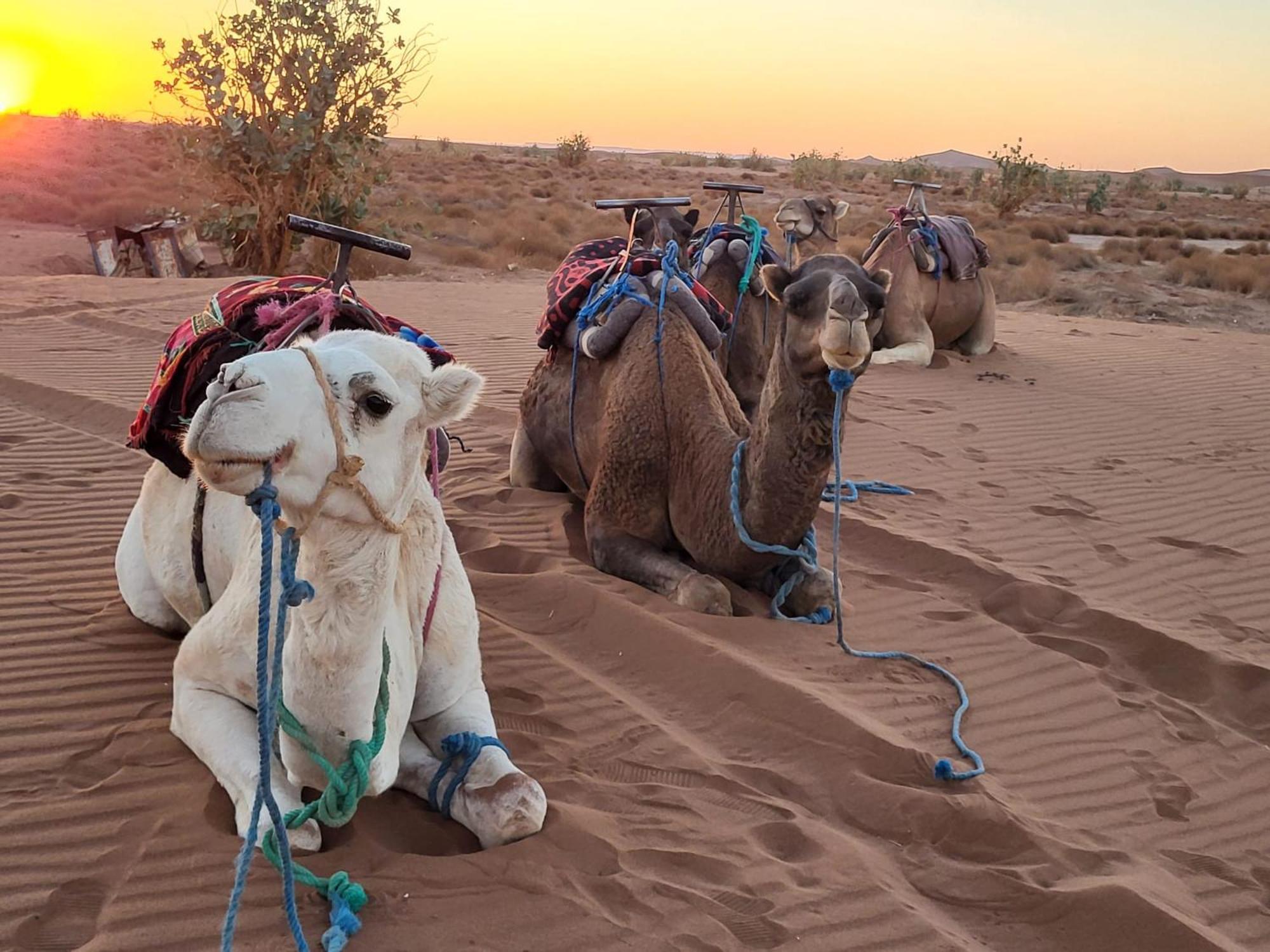 Desert Bivouac Mhamid Buitenkant foto
